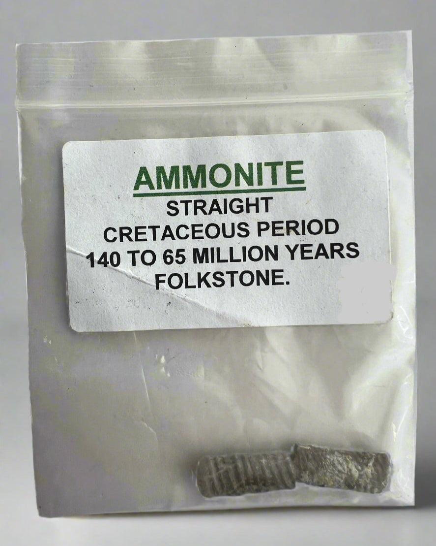 Straight Ammonite Sections. Gault Clay, Folkstone- Pack of 2.