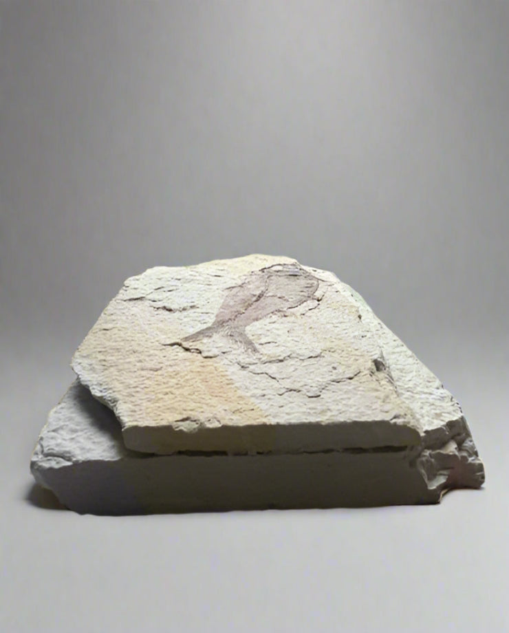 Knightia Alta Fossil Fish, with coprolite - Green River Formation