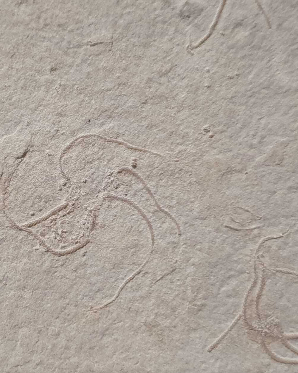 Museum-Quality Jurassic Mortality Plate with 16 Starfish (Geocoma carinata). Solnhofen Formation.