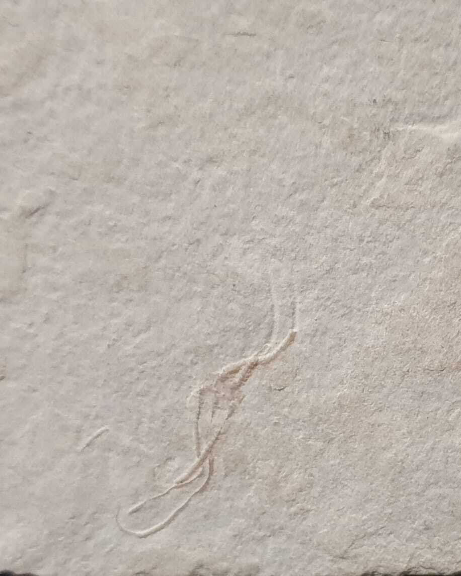 Museum-Quality Jurassic Mortality Plate with 16 Starfish (Geocoma carinata). Solnhofen Formation.