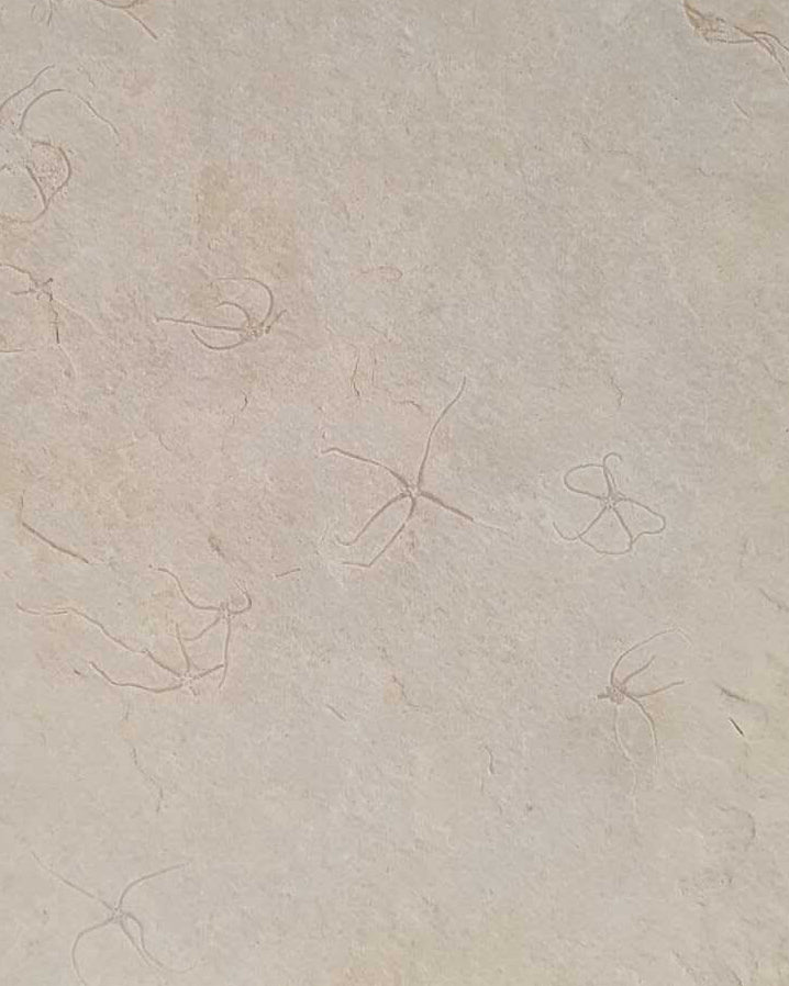 Museum-Quality Jurassic Mortality Plate with 16 Starfish (Geocoma carinata). Solnhofen Formation.