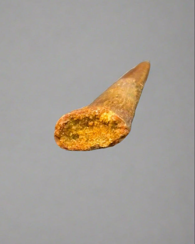 Pterosaur Tooth- Kem Kem Formation, Morocco. 3.1cm.