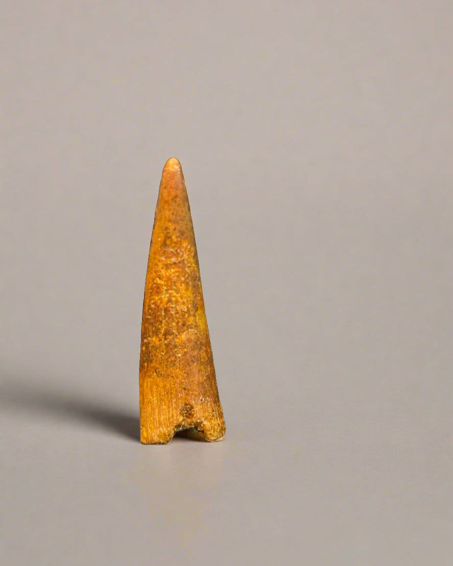 Pterosaur Tooth, Kem Kem Formation, Morocco. 3.5cm.