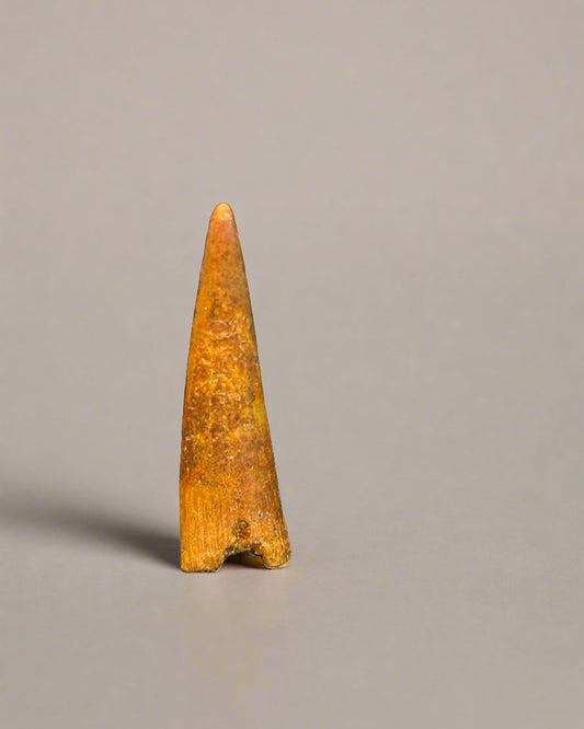 Pterosaur Tooth, Kem Kem Formation, Morocco. 3.5cm.