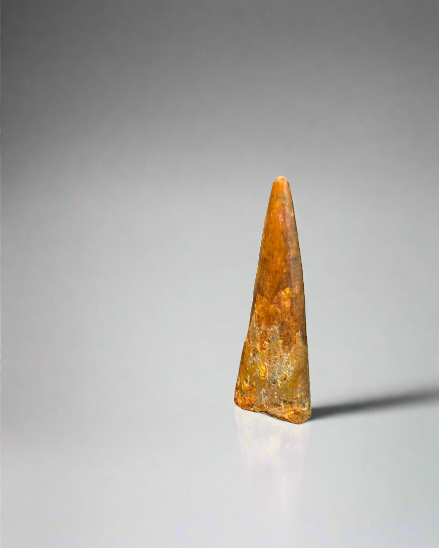 Pterosaur Tooth- Kem Kem Formation, Morocco. 3.1cm.