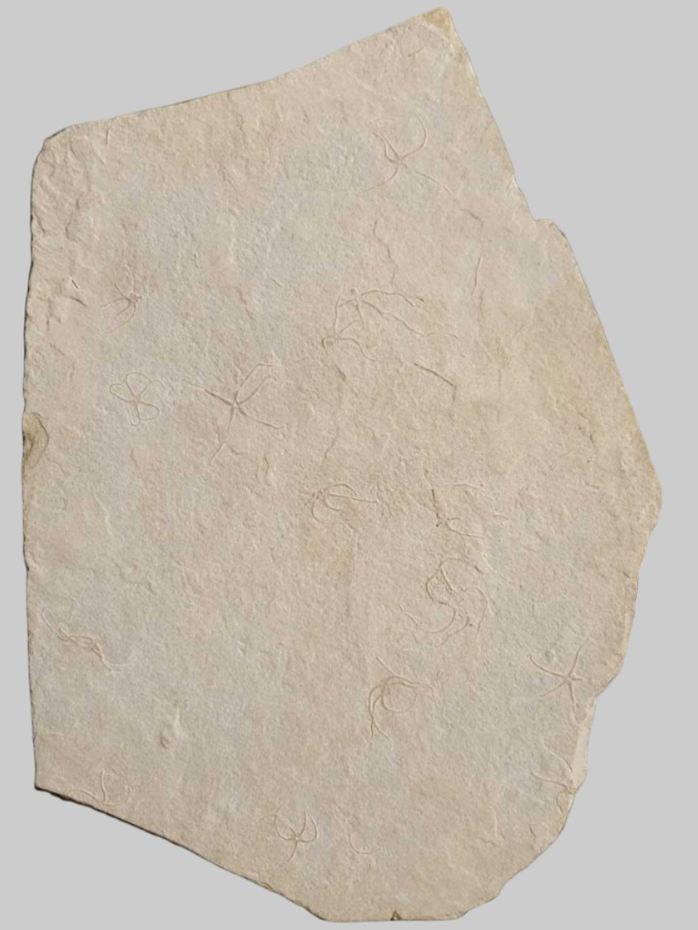 Museum-Quality Jurassic Mortality Plate with 16 Starfish (Geocoma carinata). Solnhofen Formation.