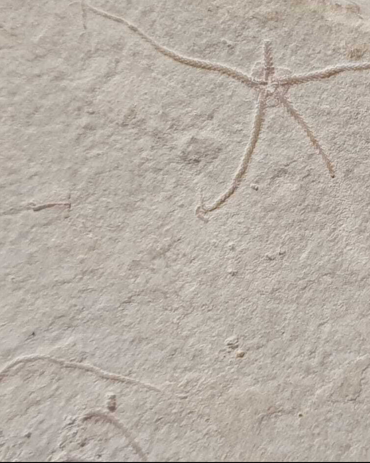 Museum-Quality Jurassic Mortality Plate with 16 Starfish (Geocoma carinata). Solnhofen Formation.