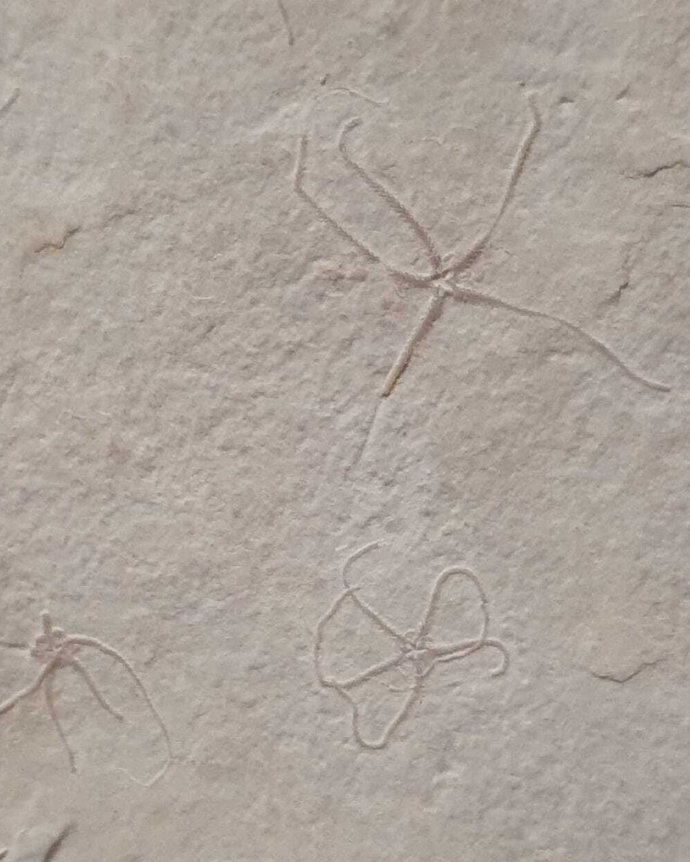 Museum-Quality Jurassic Mortality Plate with 16 Starfish (Geocoma carinata). Solnhofen Formation.