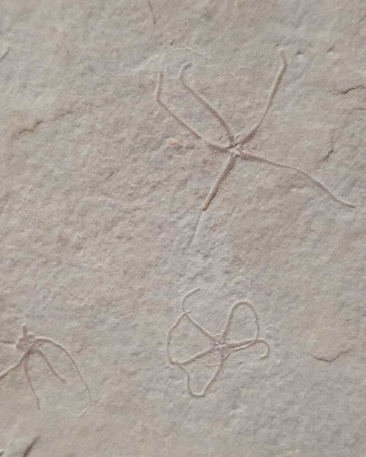 Jurassic Mortality Plate with colony of 16 Starfish (Geocoma carinata). Museum Quality. Solnhofen Formation.